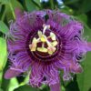 purple-passion-fruit-flower